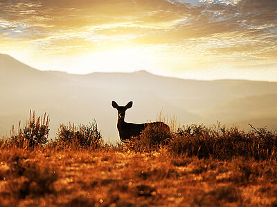 Deer alone on an orange meadow at dusk
